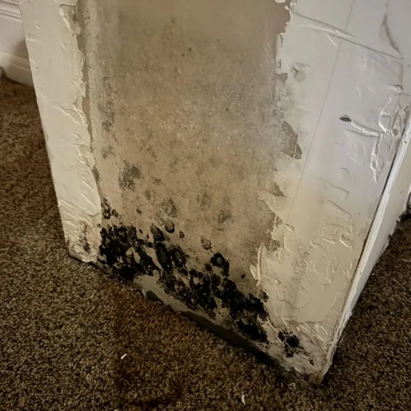 Professional Mold Removal in Deadwood, SD